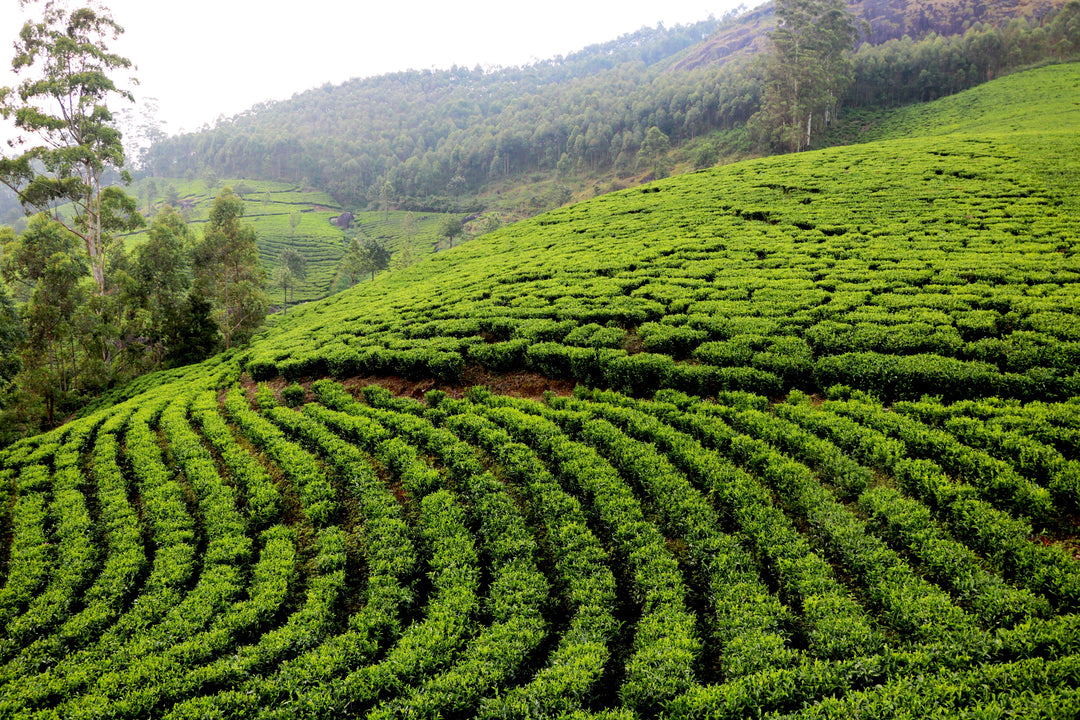 Frisch vom Himmel gepflückt: Darjeeling Flugtee