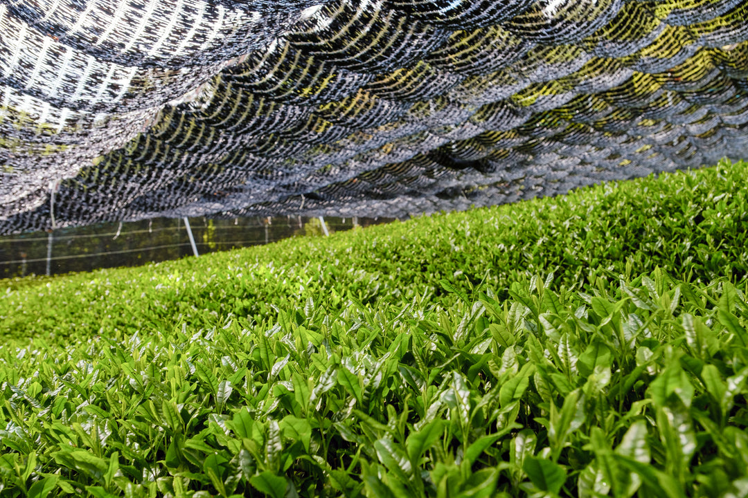 Teeplantage mit Gyokuro Tee unter einem Beschattungsnetz