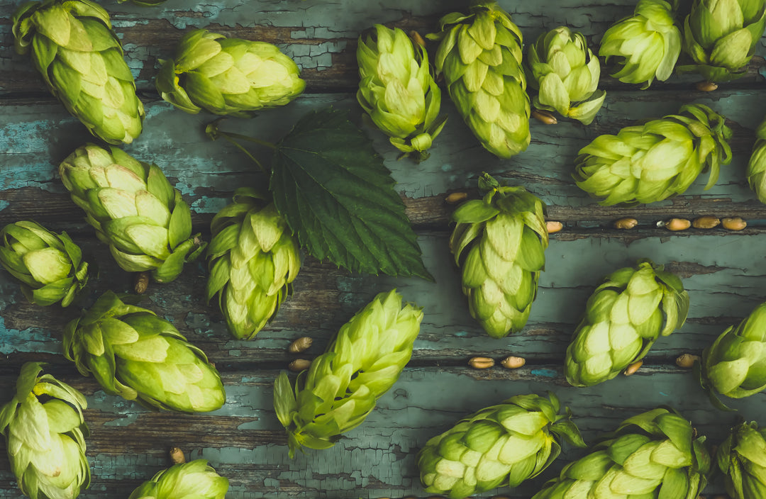 Tee-Zutat: Hopfenzapfen