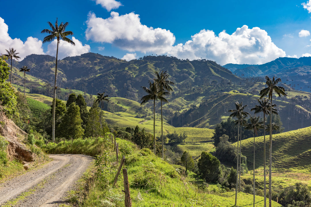 Tee aus Kolumbien: Ein aufstrebender Star aus den Anden
