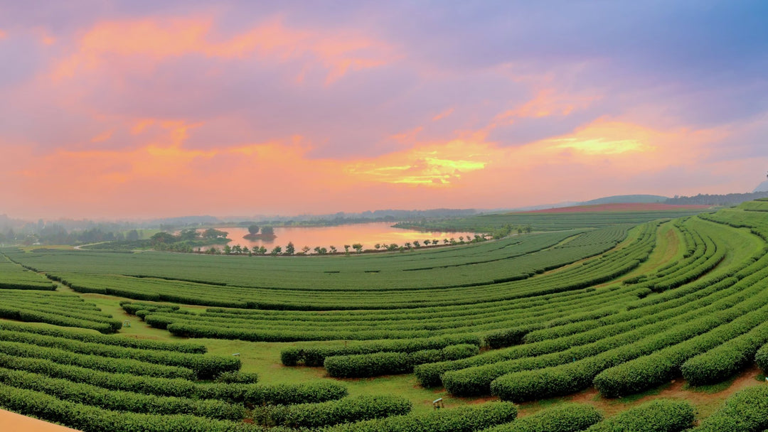 Assam-Tee: Kraftvoller Genuss aus dem grünen Dschungel Indiens – Geschichte, Geschmack und Kultur - Nibelungentee