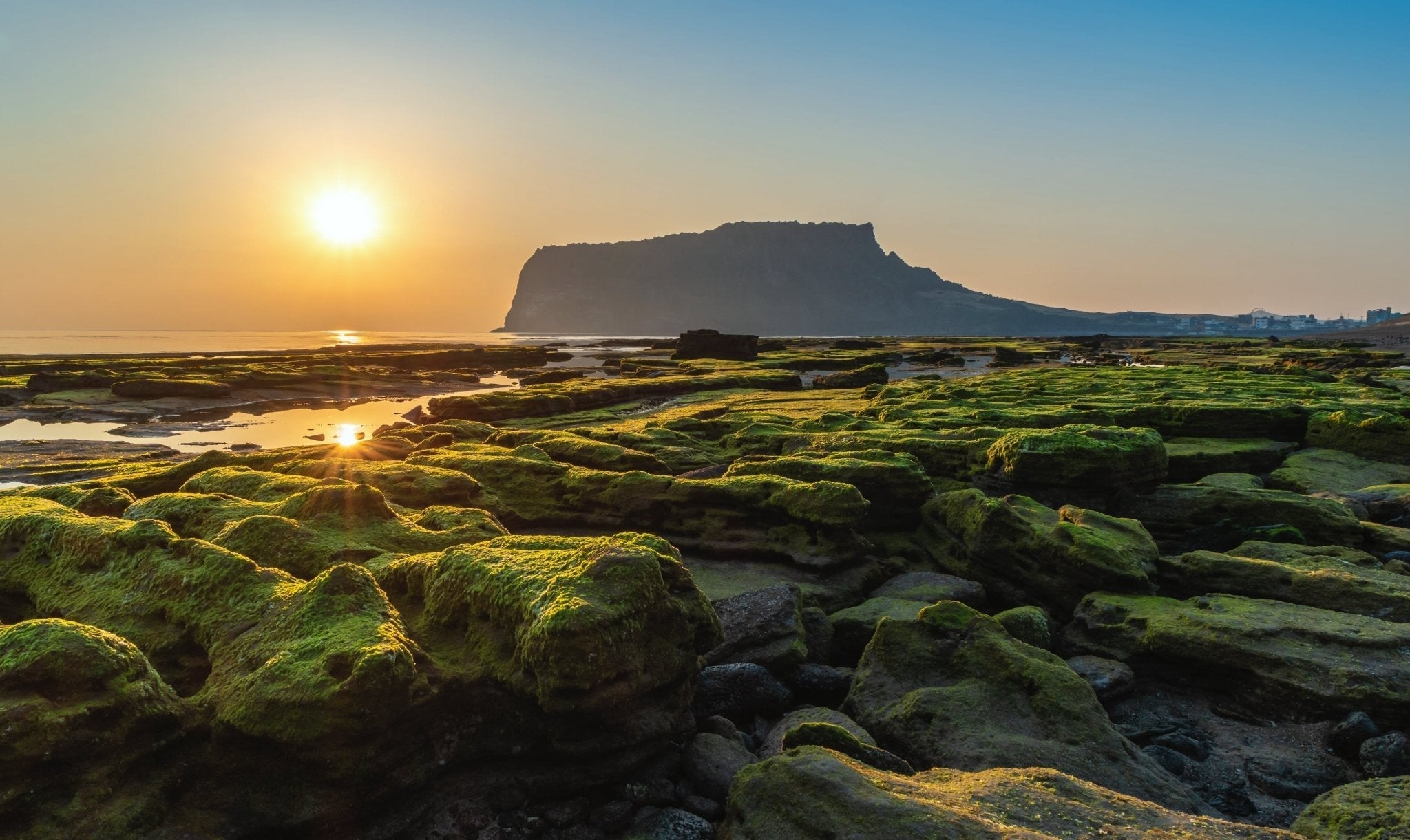 Bio-Tee aus Korea: Nachhaltigkeit und Anbaumethoden im Detail - Nibelungentee