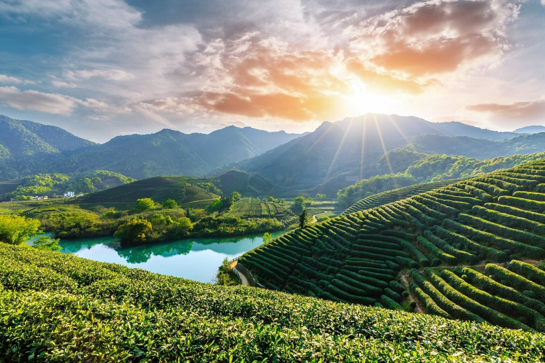 Die großen Teeregionen Chinas - Yunnan, Fujian, Zhejiang und ihre typischen Tees - Nibelungentee