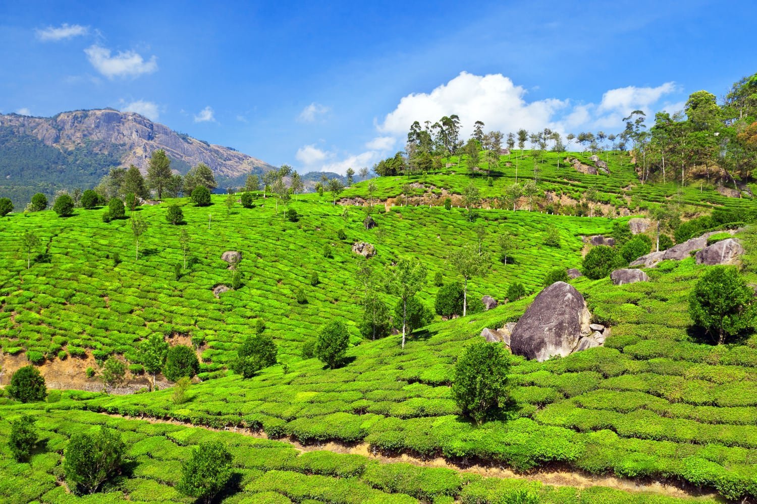 Flugtee 2020 - Nibelungentee