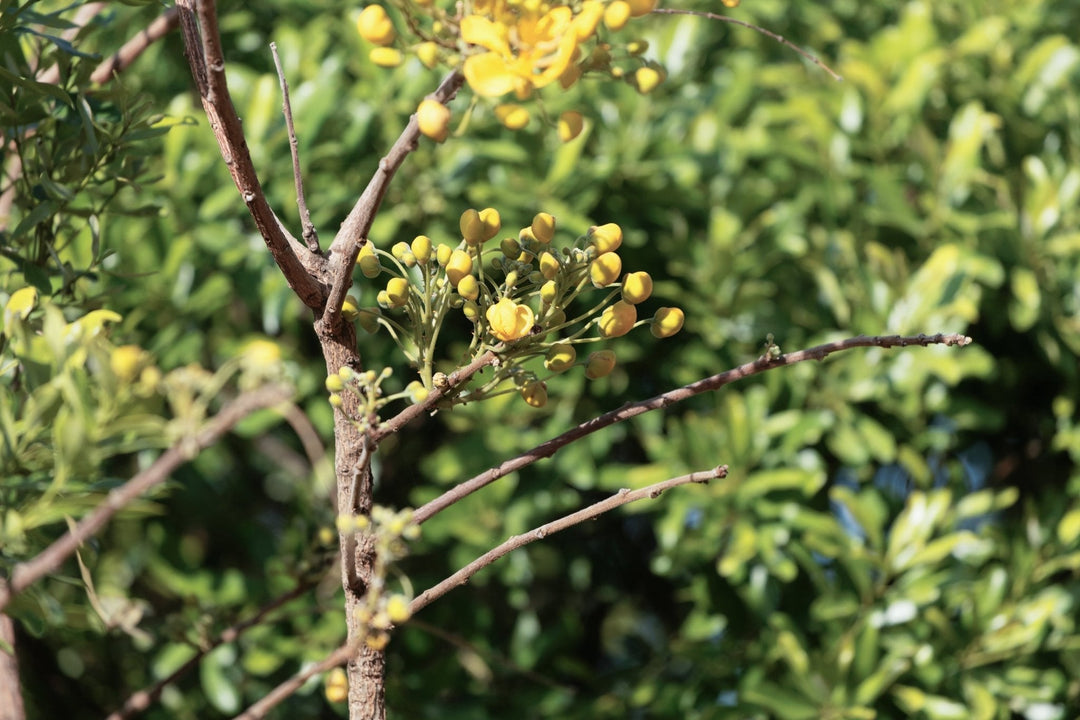 Honeybush Tee: Die sanfte Kraft aus Südafrika - Nibelungentee