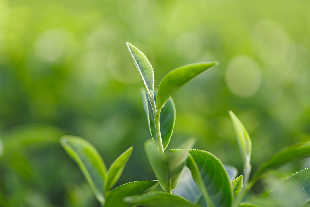 Orthodoxe Teesorten – Was bedeutet das? - Nibelungentee