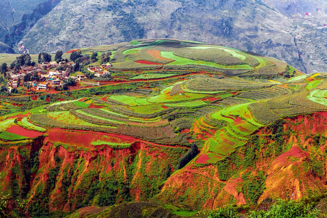 Pu Erh Tee – Das Geheimnis des fermentierten Tees aus Yunnan entdecken - Nibelungentee