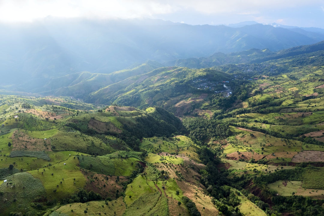 Tee aus Vietnam: Vielfalt und Tradition einer alten Teekultur - Nibelungentee