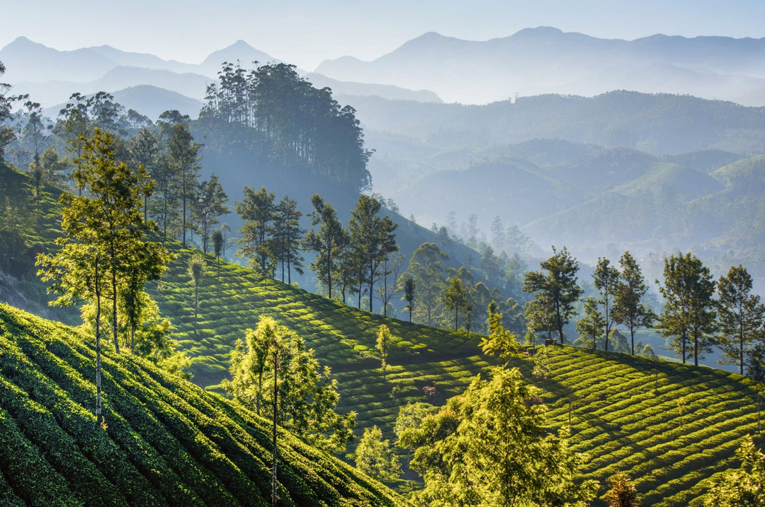 Wo Darjeeling wirklich zuhause ist - Nibelungentee