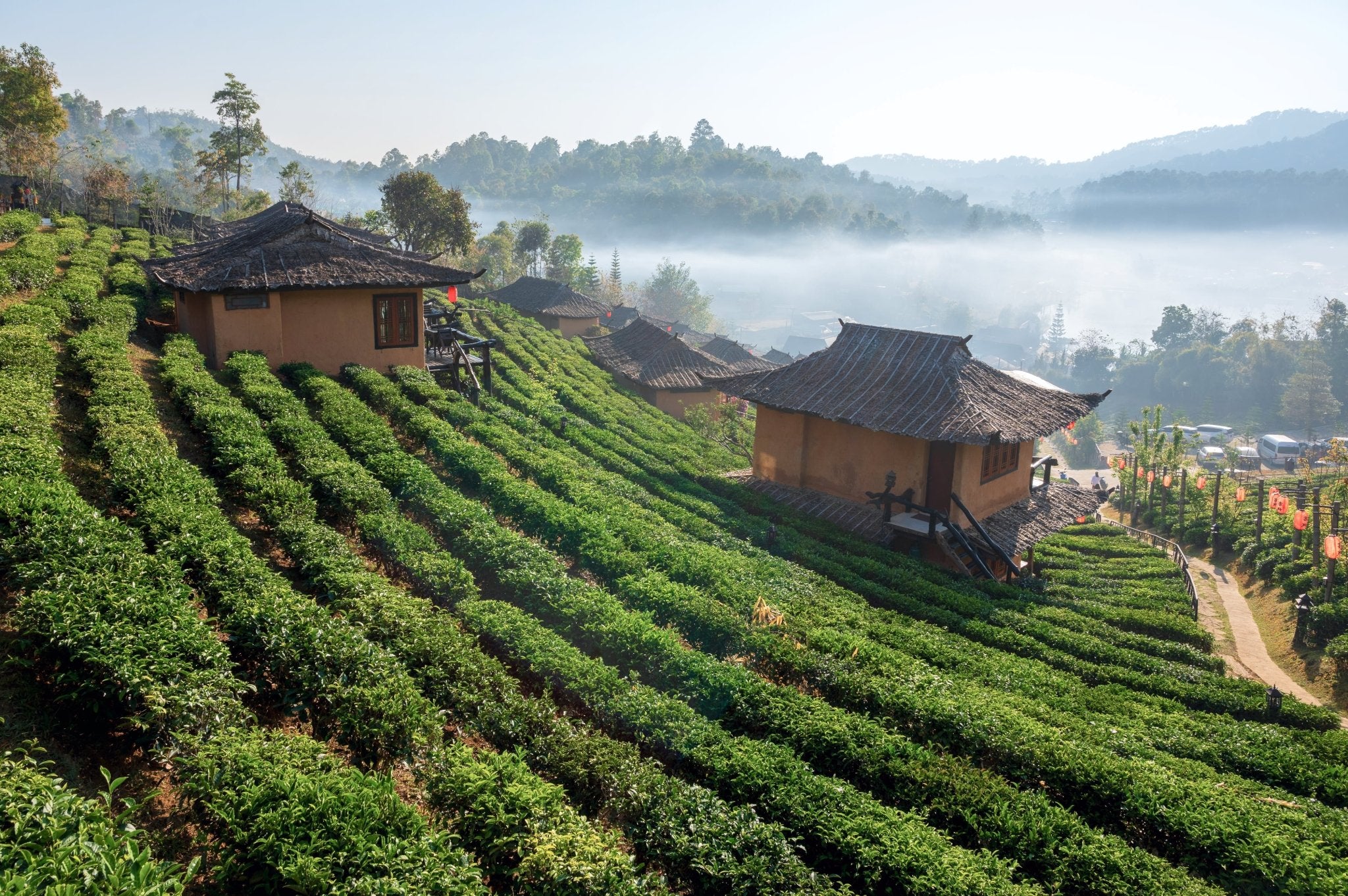 Zwischen Nebelbergen und Tropensonne: Die faszinierende Welt der Oolong-Tees aus Thailand - Nibelungentee