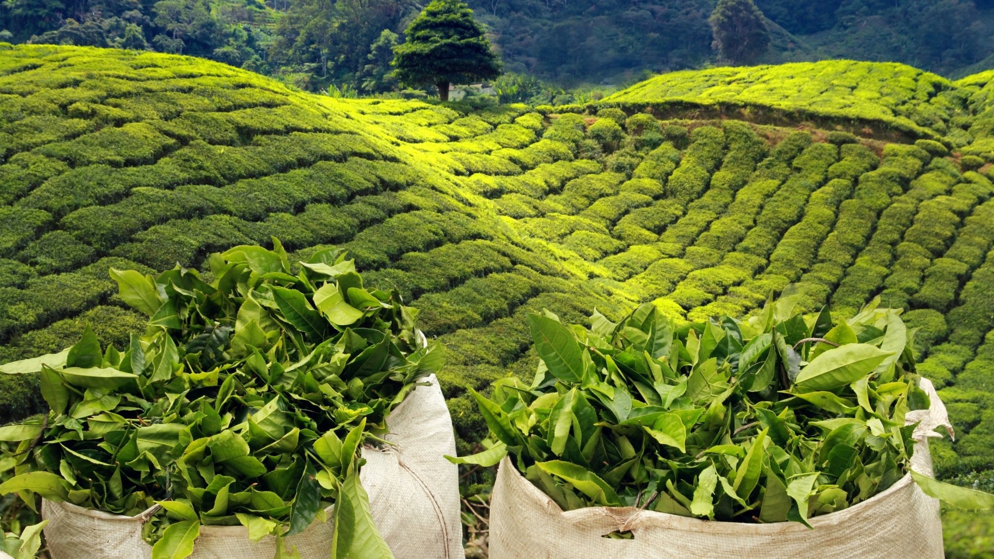 Assam-Tee - Nibelungentee