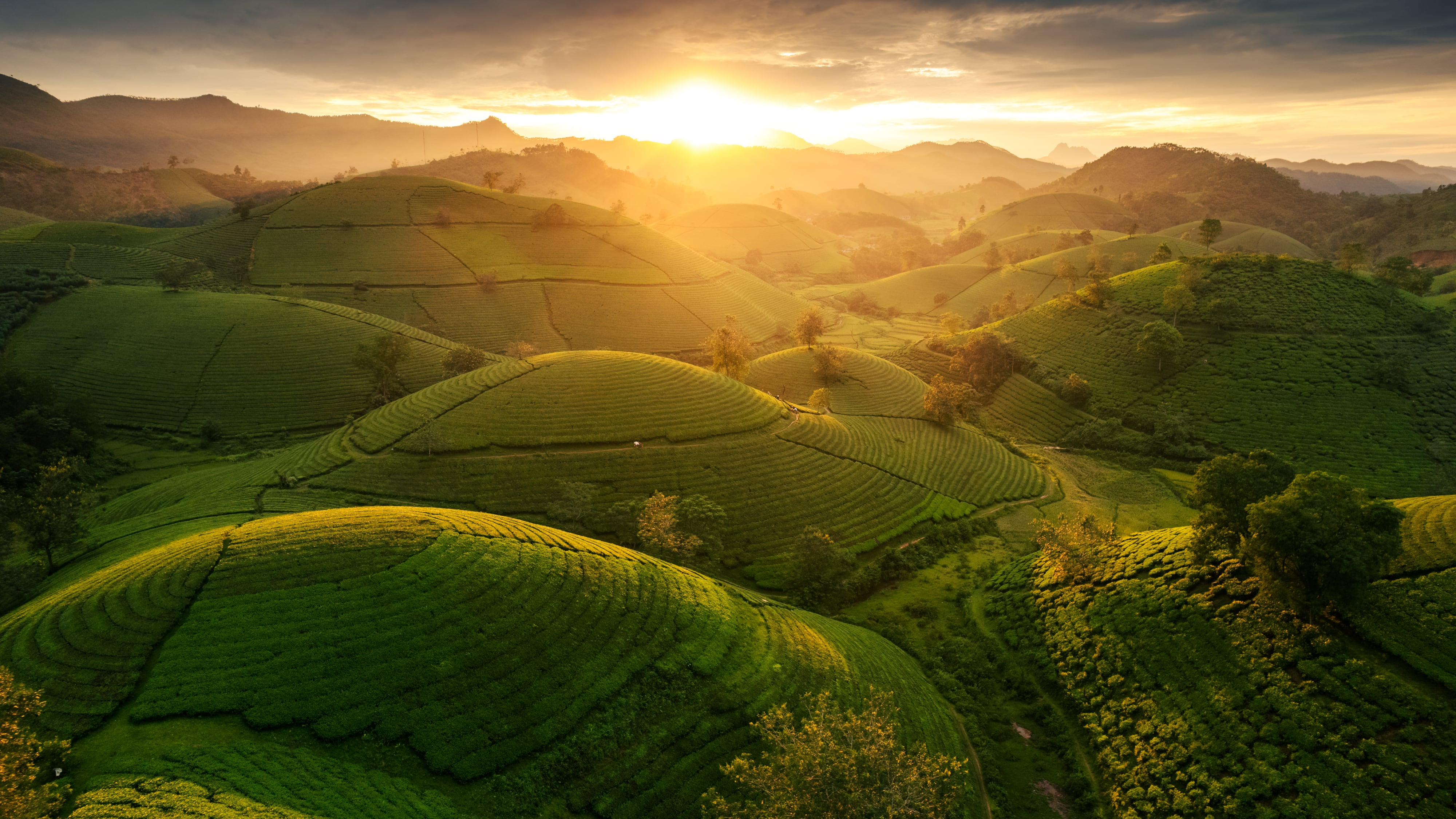 Exklusive Teesorten - Nibelungentee