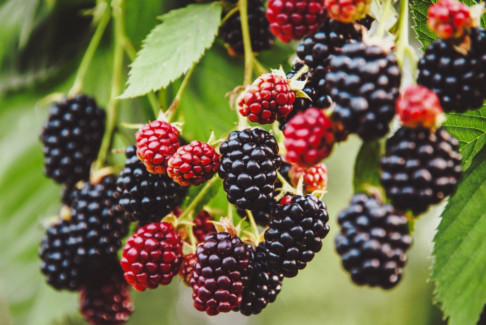 Tee mit Brombeeren-Geschmack - Nibelungentee