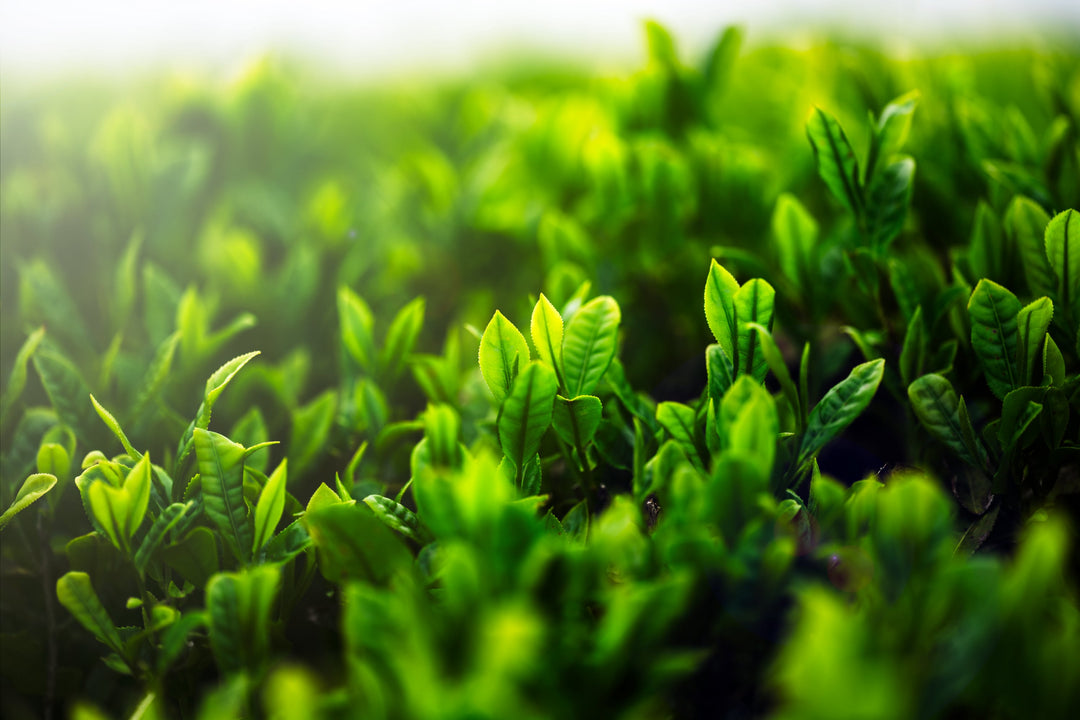 Teeplantage in China in Nahaufnahme aus kontrolliert biologischem Anbau