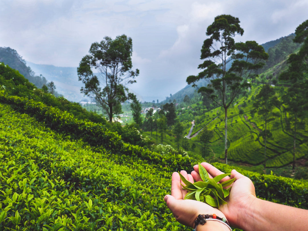 Person hält Ceylon Tee in Bio Qualität in den Händen, im Hintergrund eine Teeplantage
