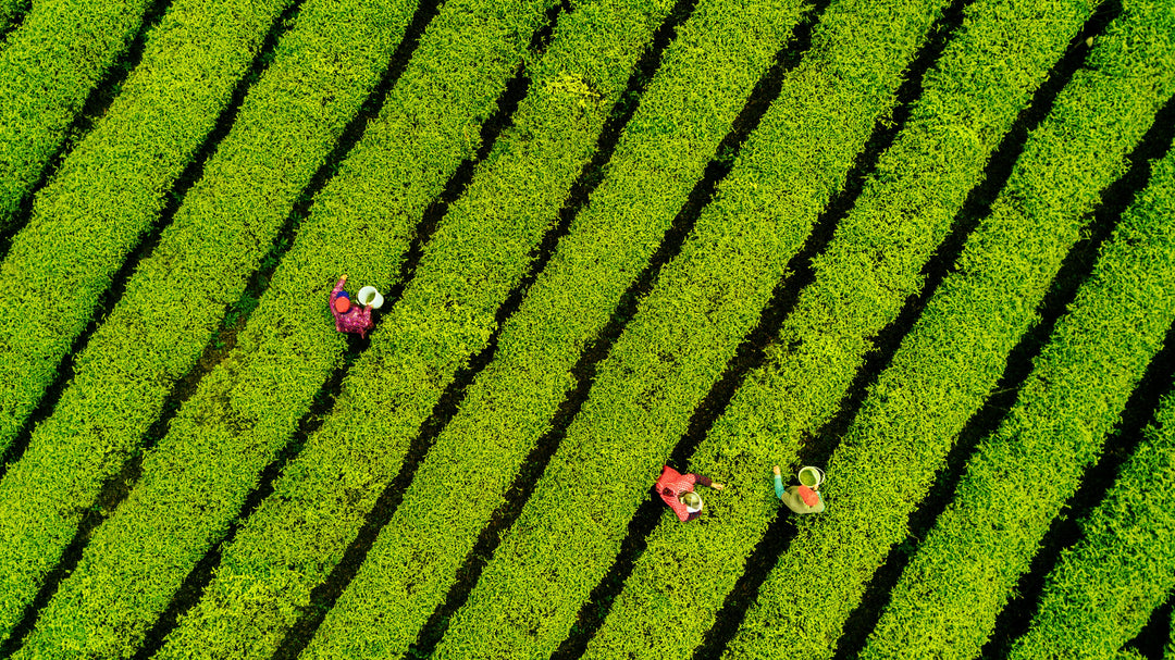 Teeplantage von oben in China