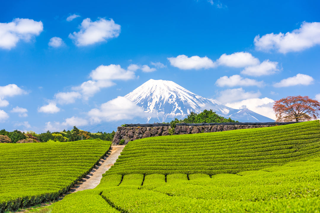 Fuji, Japan am Berg Fuji und Teefelder.