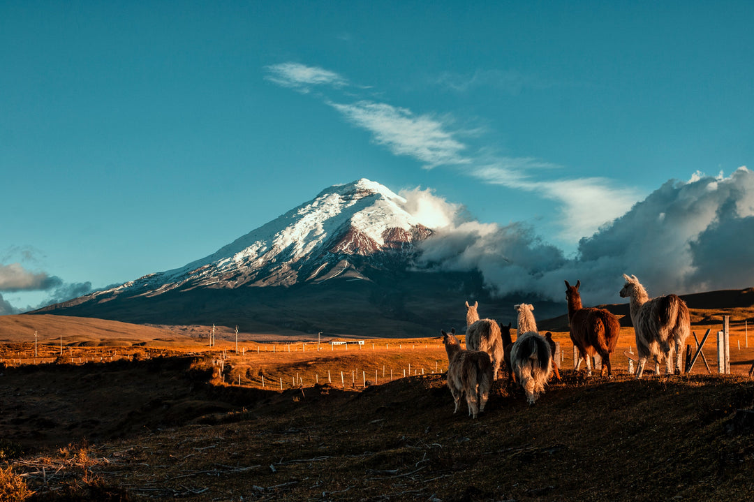 Kaffee aus Ecuador