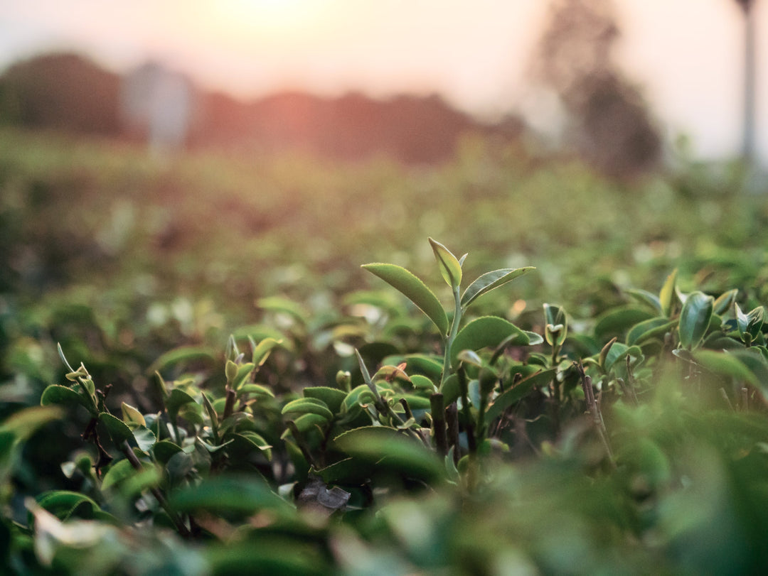 Darjeeling-Tee - Second Flush Ernte