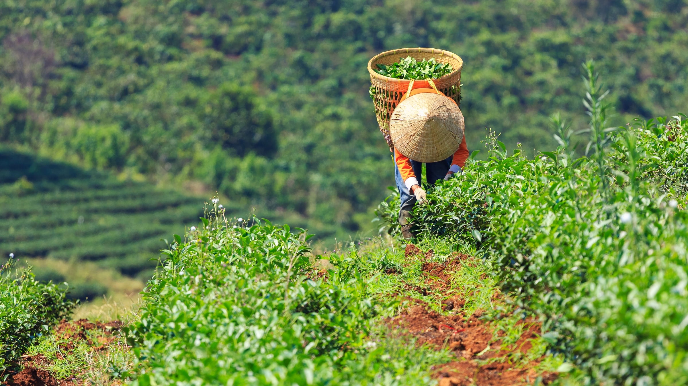 Teepflücker in Vietnam