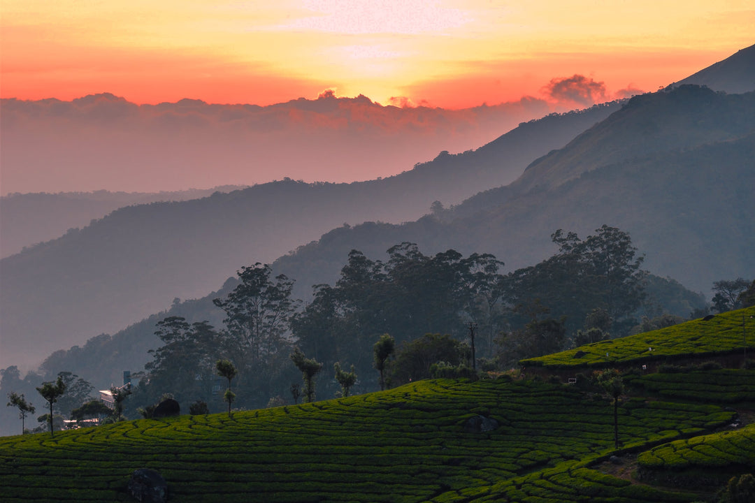 Sonnenaufgang über einer Teeplantage in Assam