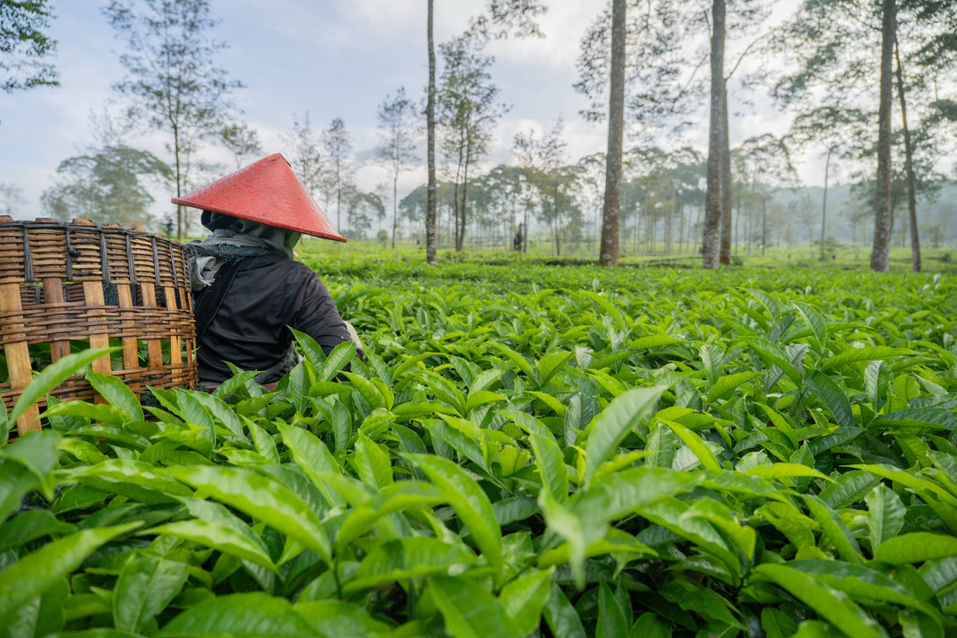 Vulkanische Böden & tropisches Klima - perfekter Ursprung für indonesischen Tee