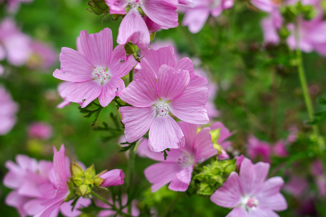 Malvenblüten als Tee-Zutat