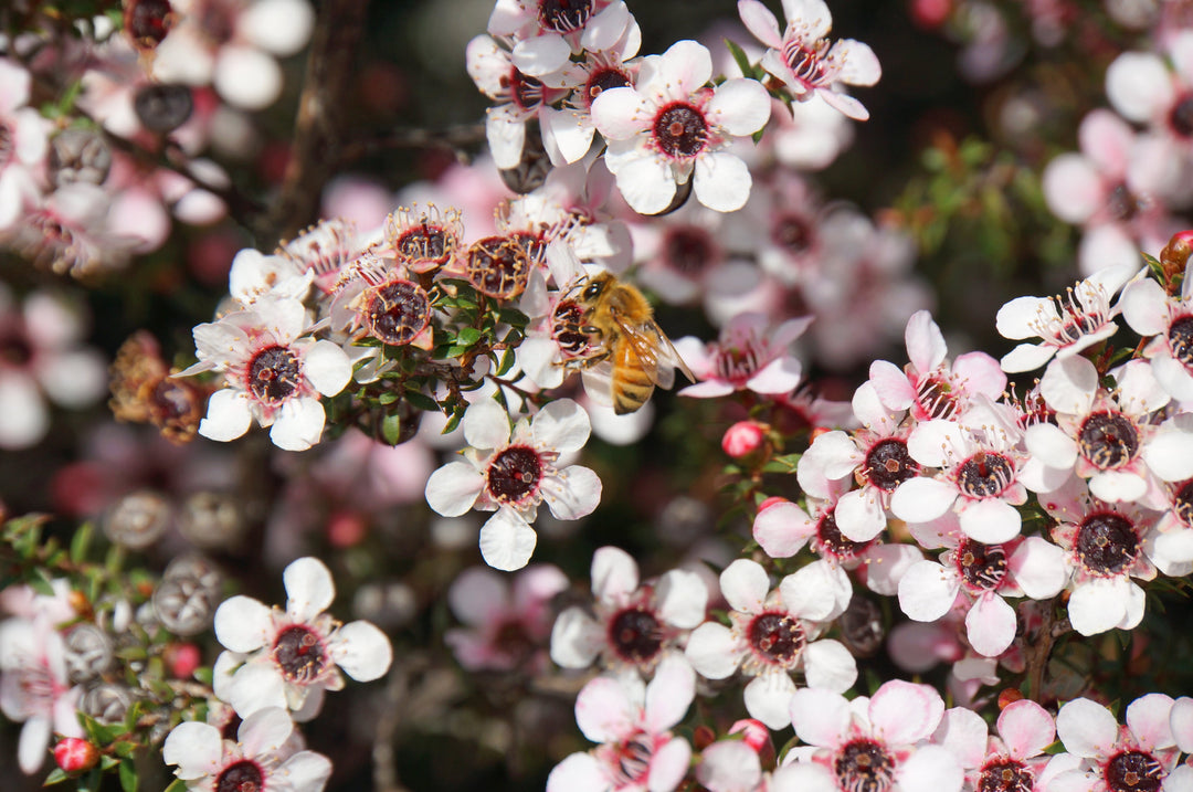 Manuka Honigpulver als Tee-Zutat