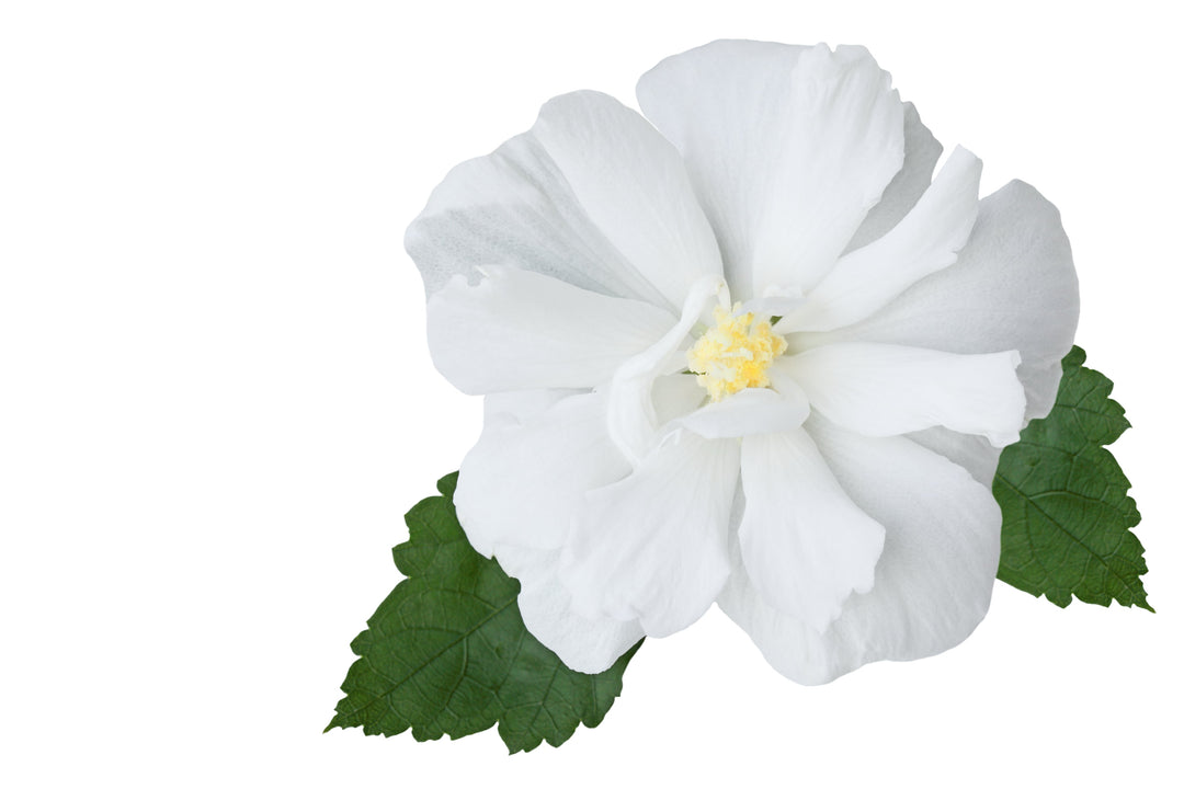 Weiße Hibiskusblüten als Tee-Zutat