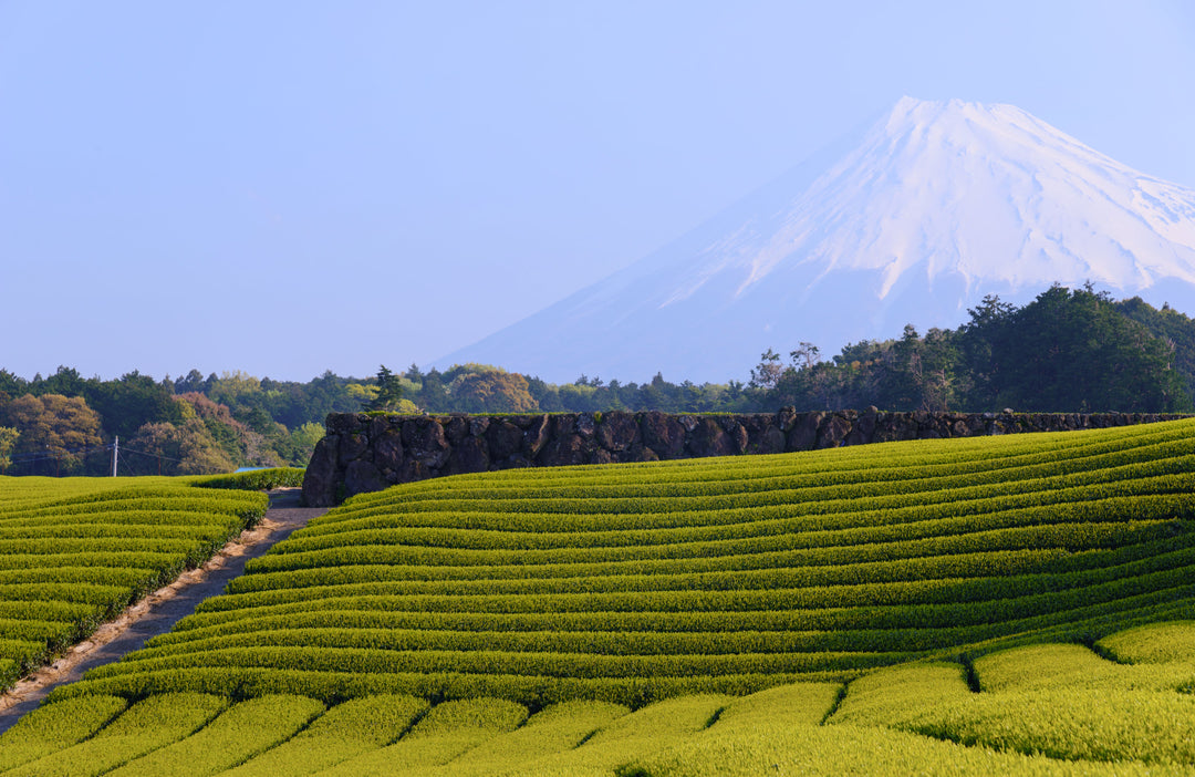 Teeplantage in Shizuoka