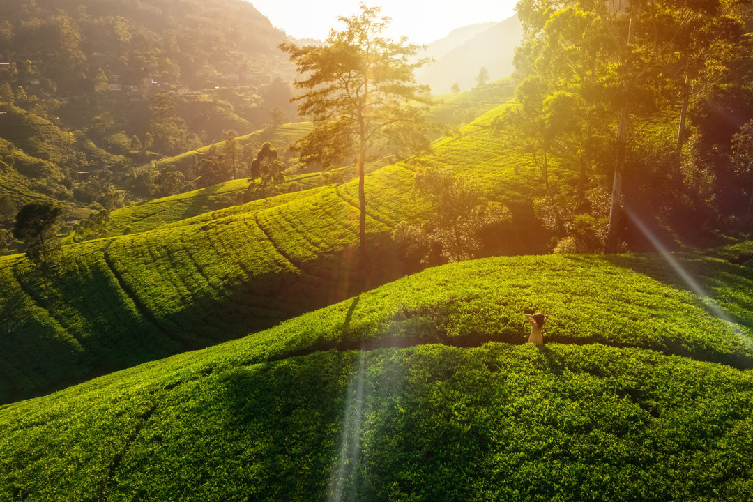 Teeplantage in Sri Lanka in der Morgensonne