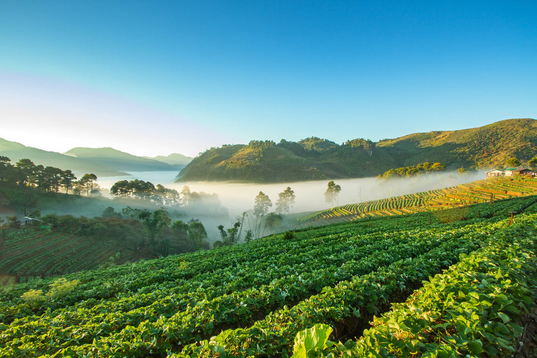 Thailand - Goldene Teeplantagen und tropisches Klima