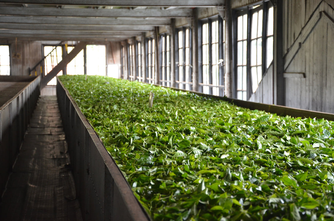 Wenn Ceylon auf Grüntee trifft